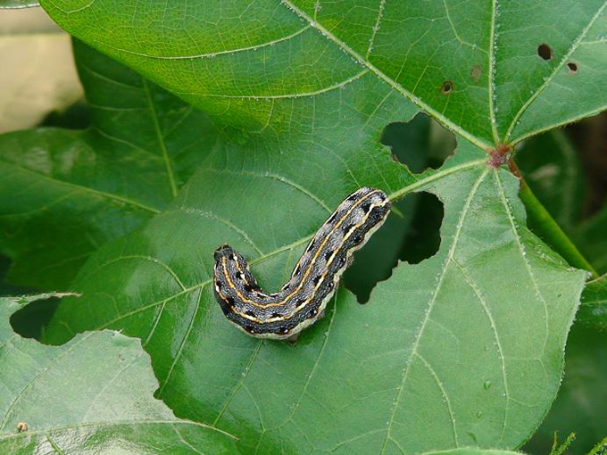 Prevention and control the  prodenia litura