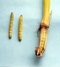 Prevention and control the  Rice yellow stem borer