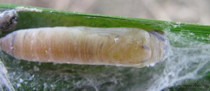 Prevention and control the Rice skipper butterfly