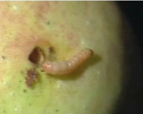 Prevention and control the Peach fruit borer