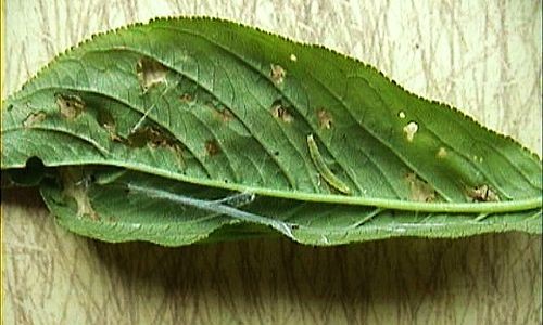 Prevention and control the Apple leaf roller