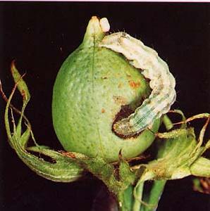 Prevention and control the Septempunctata cotton insect