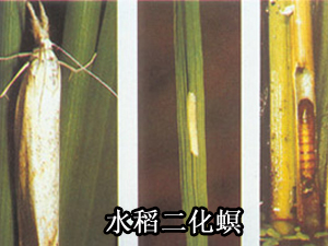 Prevention and control the Striped rice borer