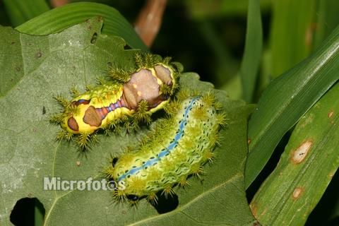 Prevention and control the Yellow thorn moth